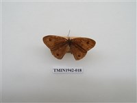 藏品(密紋波眼蝶)的圖片